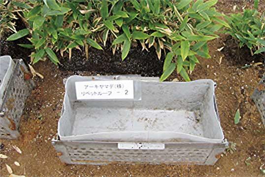 リベットルーフで作成したボックス内に樹木を植栽した実験（クマザサの場合）